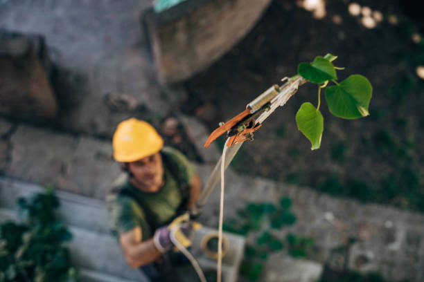 Cahokia, IL Tree Removal Company